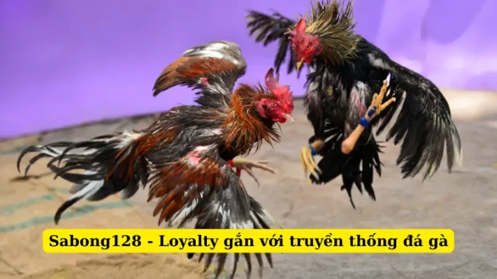 Sabong128 - Loyalty gắn với truyền thống đá gà